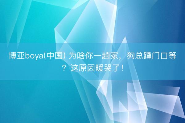 博亚boya(中国) 为啥你一趟家，狗总蹲门口等？这原因暖哭了！