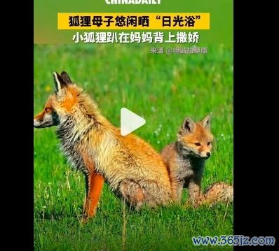 正本小动物也可爱趴在姆妈身上